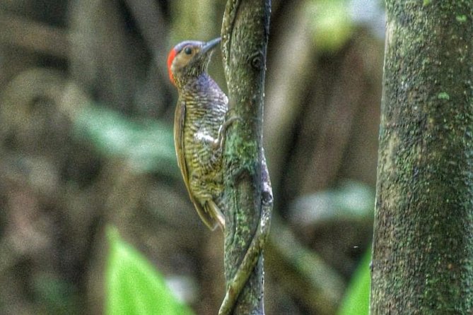 Bird Watching Tours - Key Details Before You Book