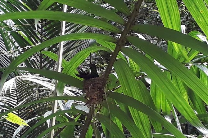 Bird Watching Tours - Meeting Tobago’s Birdman
