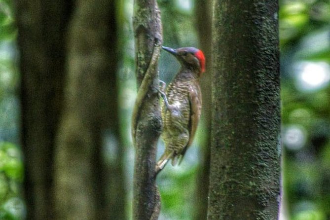 Bird Watching Tours - What the Three Hours May Look Like