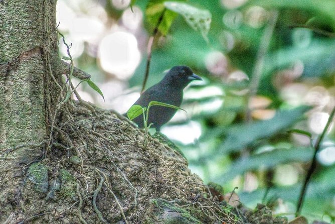 Bird Watching Tours - The Guide’s Bird Skills Are the Main Value