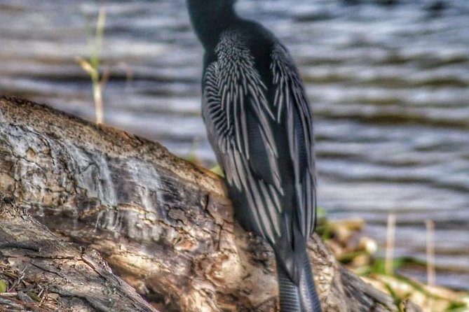 Bird Watching Tours - The Forest Walk and Physical Effort