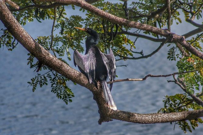Bird Watching Tours - A Good Choice for Birders and Curious Beginners