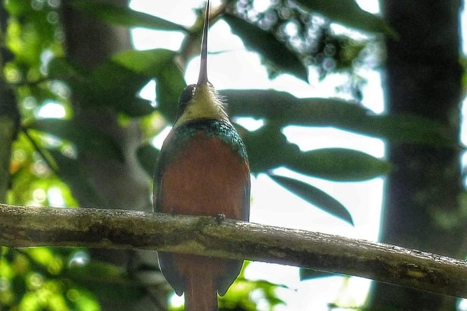Bird Watching Tours - Booking Timing, Pickup, and Cancellation