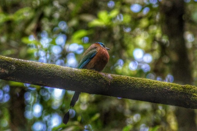 Bird Watching Tours - Main Ridge and the Rainforest Setting