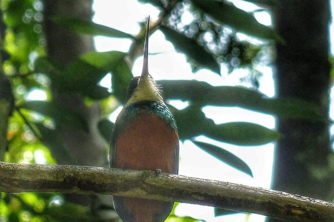 Birdwatching, Waterfall, Rainforest and Island Nature Tours - Why Tobago’s rainforest makes a good short tour