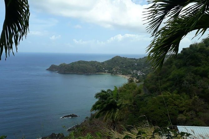 Birdwatching, Waterfall, Rainforest and Island Nature Tours - What the three-hour rainforest option feels like