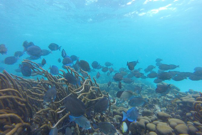 Buccoo Reef and Nylon Pool Adventure - Who will enjoy this Tobago boat trip most?