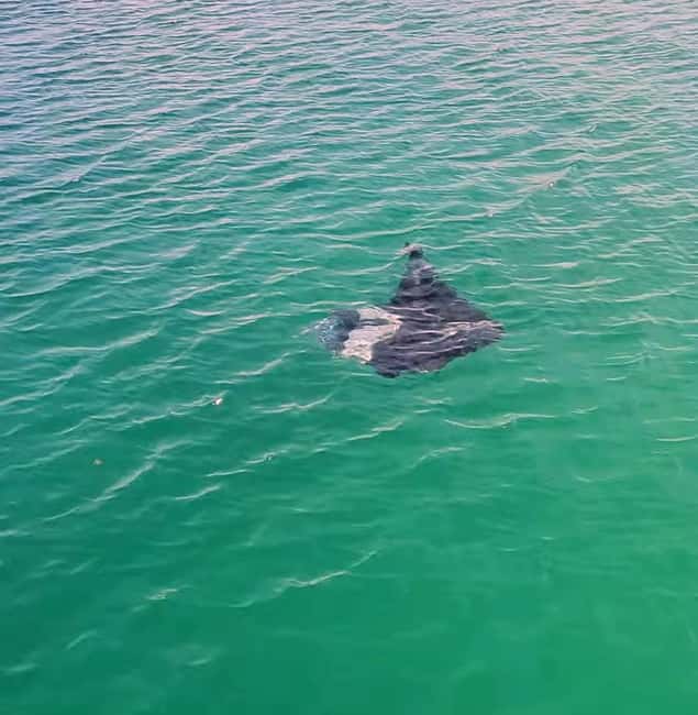 Buccoo Reef Nylon Pool Tour - Captain Phillips - Watching for turtles on the ride