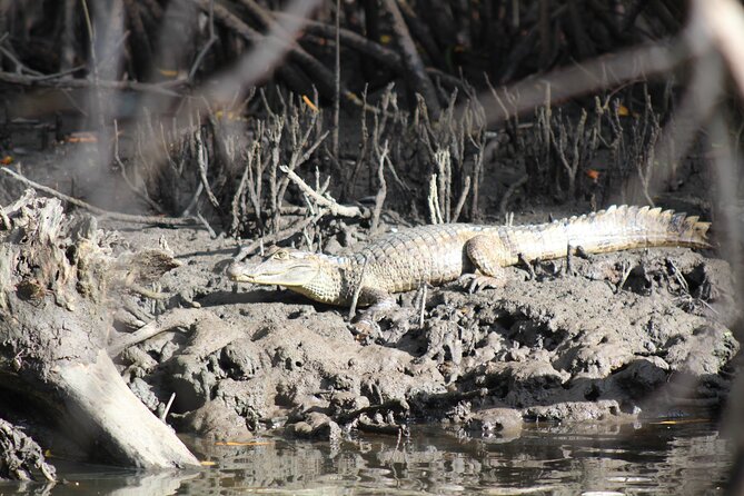 Caroni Bird Sanctuary Tour - The Wildlife You Might See