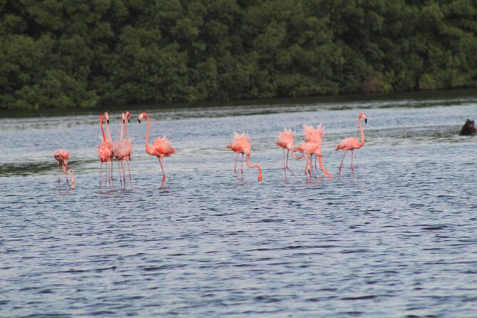 Caroni Bird Sanctuary Tour - The Scarlet Ibis Finale Near Sunset
