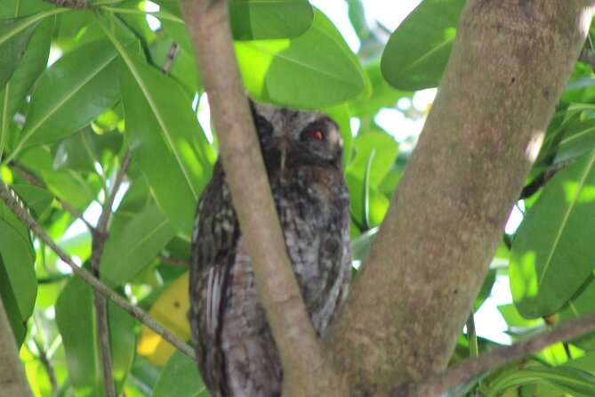 Caroni Bird Sanctuary Tour - What $75 Buys You