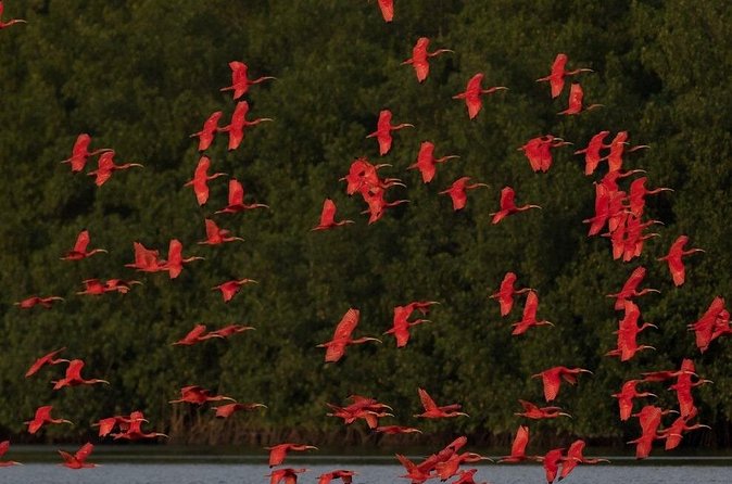 Caroni Swamp wildlife Tour - The Scarlet ibis finale