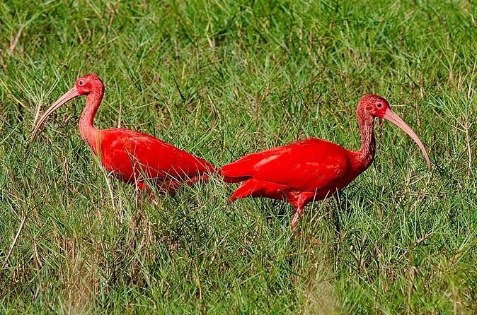 Caroni Swamp wildlife Tour - Weather can change the whole mood