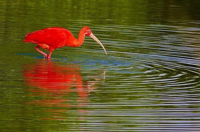 Caroni Swamp wildlife Tour - Who will enjoy this boat trip most?