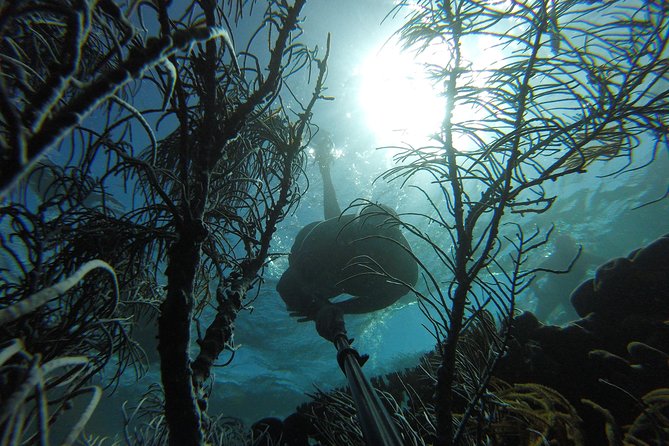Coastline Snorkel and BBQ - A half-day on Tobago’s coast