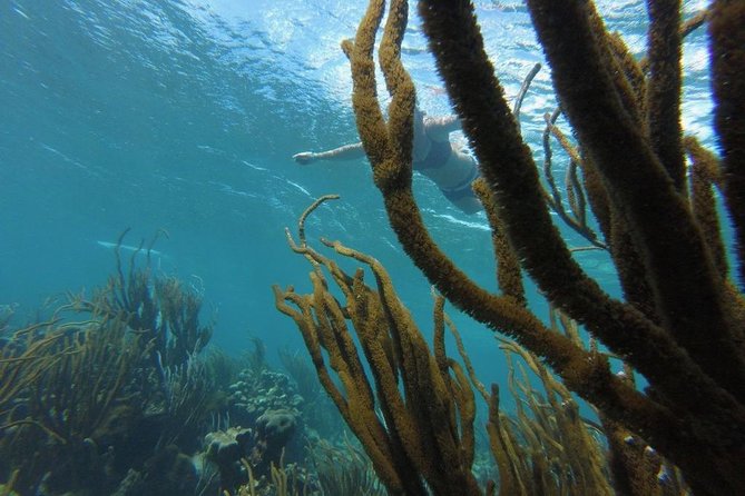 Coastline Snorkel and BBQ - Wildlife encounters in natural surroundings