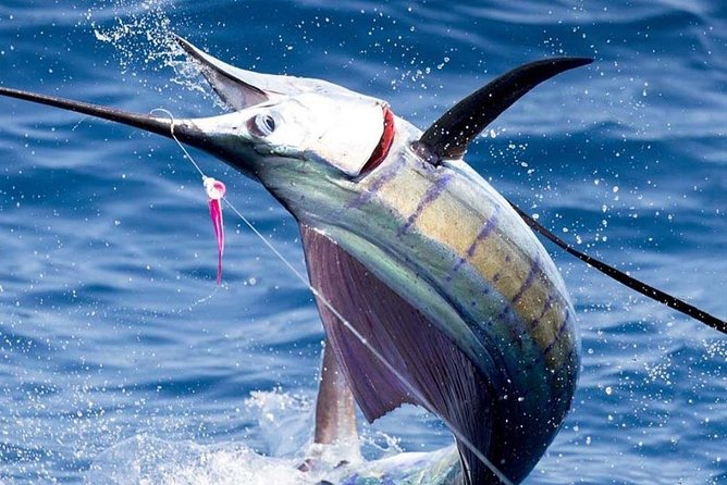 Deep Sea Fishing (Street Food and Beer Included) - Key Things to Know Before You Cast Off