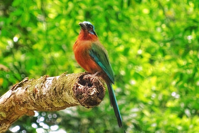 Full Day Group Tour in Tobago Atlantic Coast - Why the Atlantic Coast route works