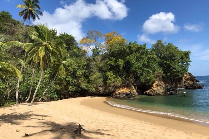 Full Island Tour (Including Lunch & Snorkeling) - Why this full-day Tobago tour works