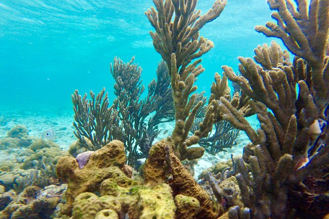 Glass Bottom Nylon Pool Tour in Buccoo Reef - Starting at Buccoo Bay and getting oriented