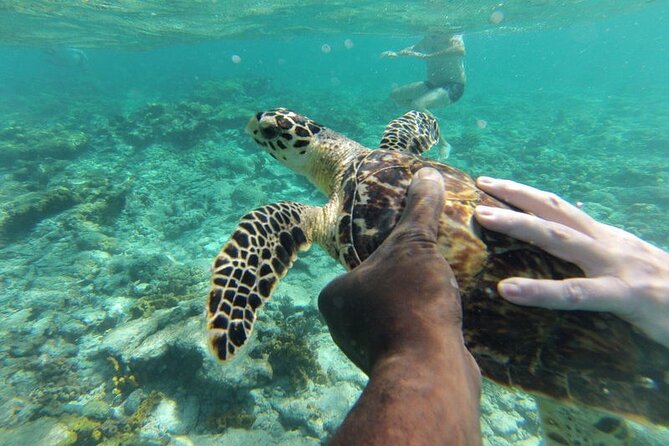 Glass Bottom Nylon Pool Tour in Buccoo Reef - Who will enjoy this boat trip most?