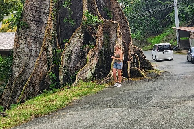 Half Day Tobago Tours with Transfers - Moriah’s Silk Cotton Tree and the stories around it