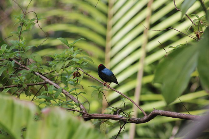 Individuelle Regenwald Tour - Birdwatching With Tobago’s White-Tailed Sabrewing