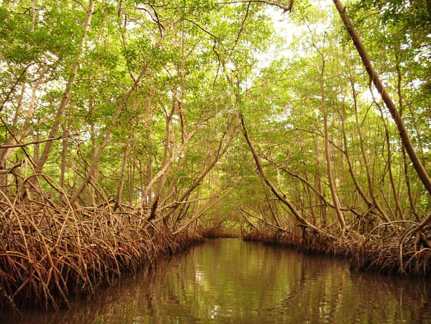 Port of Spain: Caroni Bird Sanctuary by Boat - Why Caroni Bird Sanctuary is worth your time