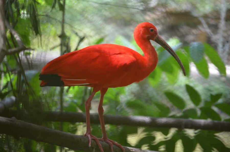 Port of Spain: Caroni Bird Sanctuary by Boat - Arriving at the mangroves and boarding the boat