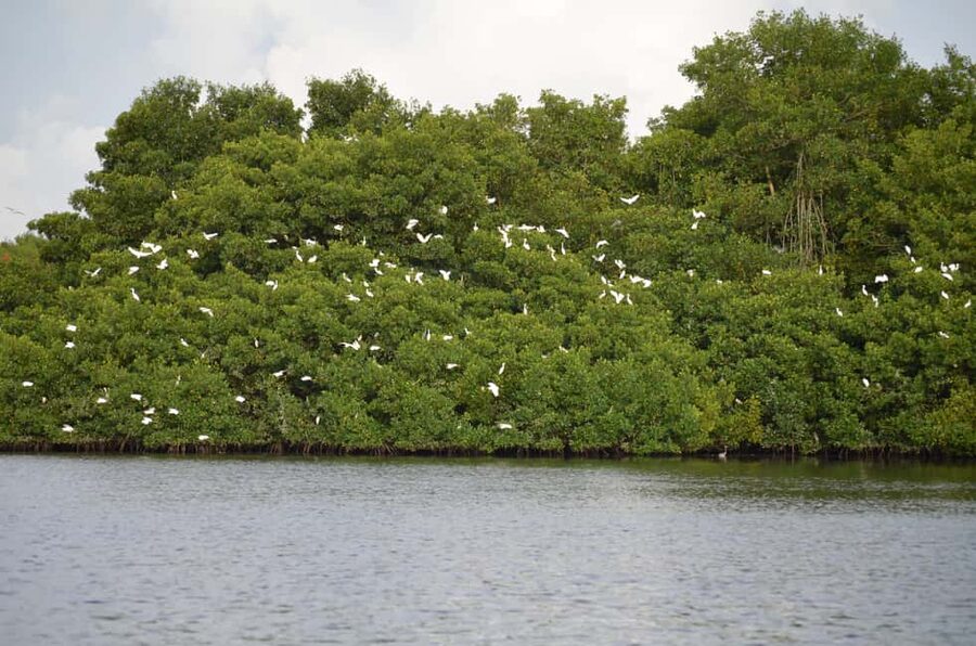 Port of Spain: Caroni Bird Sanctuary by Boat - Hotel pickup makes the half-day easier
