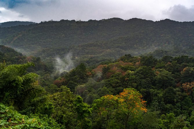 Rainforest Tour - Entering Tobago’s Main Ridge Forest Reserve