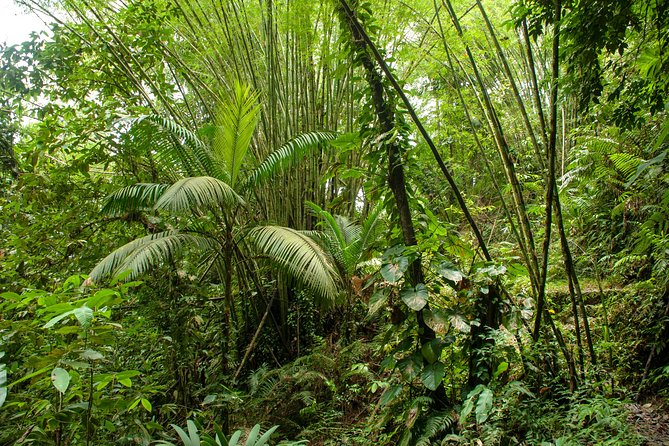 Rainforest Tour - Why the guide matters more than the trail