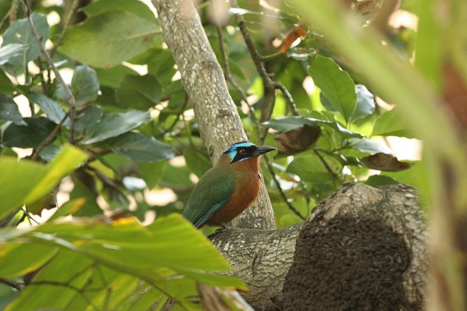 Rainforest Tour - What $140 buys you in Tobago