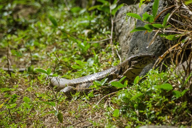 Rainforest Tour - Transport, timing, and the shape of the day
