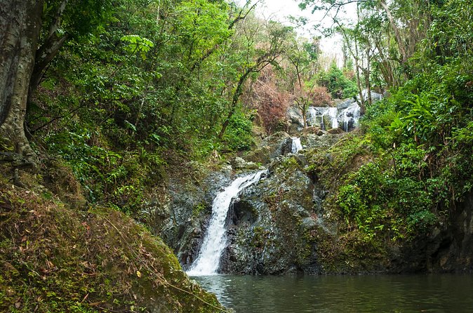 Rainforest Tour - Who will enjoy this forest outing most?