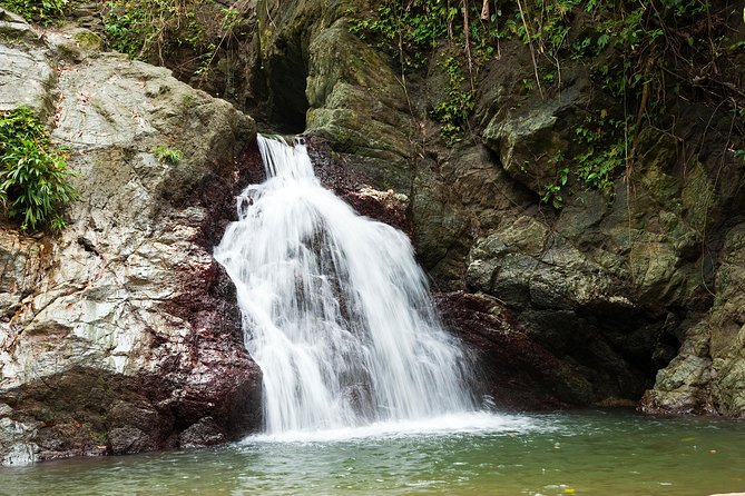 Rainforest Tour - Three hours of birds, plants, and small discoveries