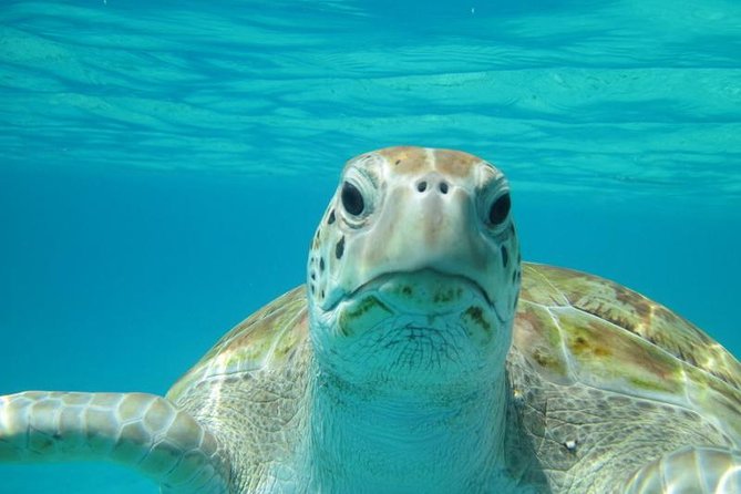 Snorkeling Tour (with Light Refreshments) - Key Points at a Glance