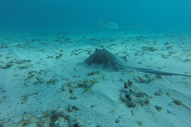 Snorkeling Tour (with Light Refreshments) - Marine Life You Might See
