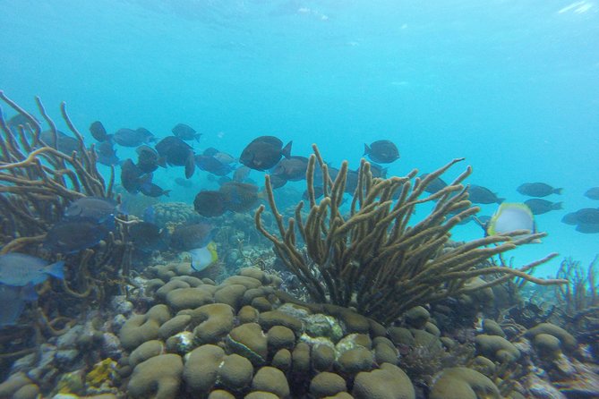 Snorkeling Tour (with Light Refreshments) - Light Refreshments on Board