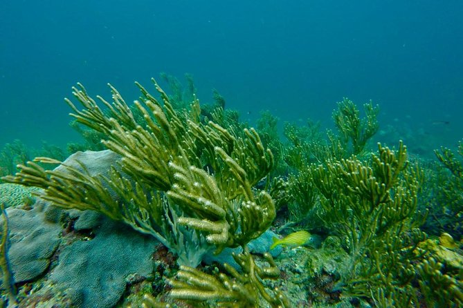 Snorkeling Tour (with Light Refreshments) - Is the $80 Price Fair?