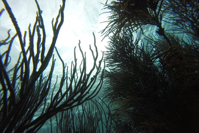 Snorkeling Tour (with Light Refreshments) - Timing, Pickup, and What to Clarify