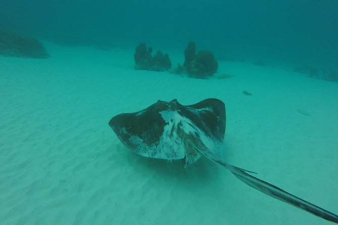 Snorkeling Tour (with Light Refreshments) - Three Snorkeling Stops at Buccoo Reef