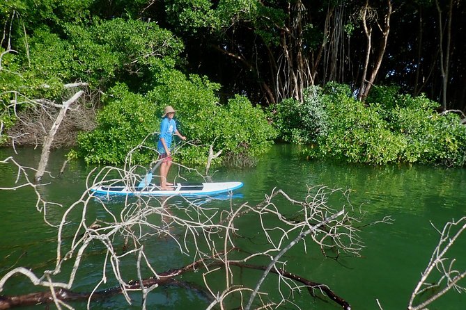 Stand Up Paddle Lessons - Wildlife, lagoons, and what not to expect