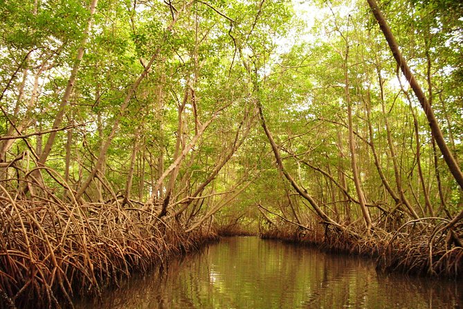 Sunset Boat Tour into Caroni Wetlands - Why Caroni Wetlands matters