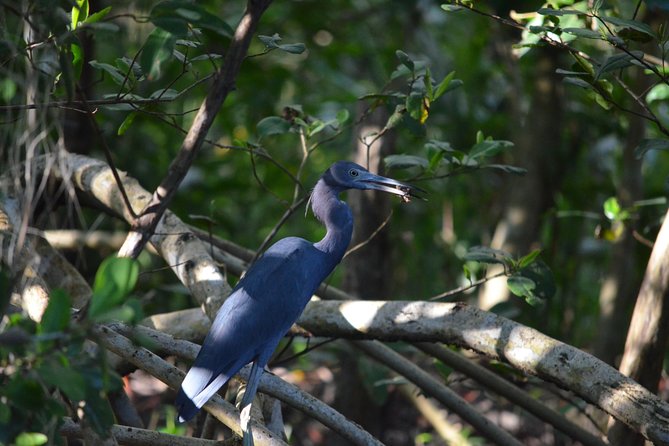 Sunset Boat Tour into Caroni Wetlands - Wildlife beyond the birds