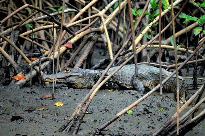 Sunset Boat Tour into Caroni Wetlands - What the ride feels like
