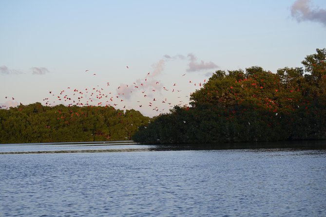 Sunset Boat Tour into Caroni Wetlands - Is $67 a fair price?
