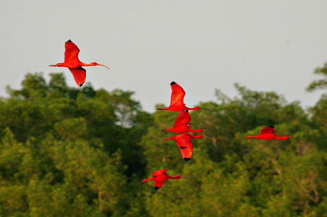 Sunset Boat Tour into Caroni Wetlands - Timing, group size, and practical details