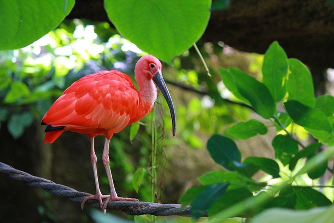 The Scarlet Ibis - Caroni Swamp Tour - Entering Caroni Bird Sanctuary by boat