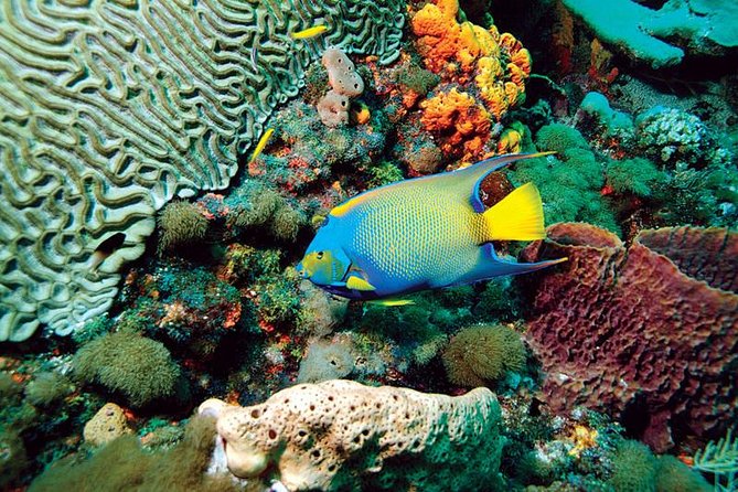 Tobago Buccoo Reef Glass Bottom Boat Cruise and Island Sightseeing Tour - Why this tour works as a first day in Tobago